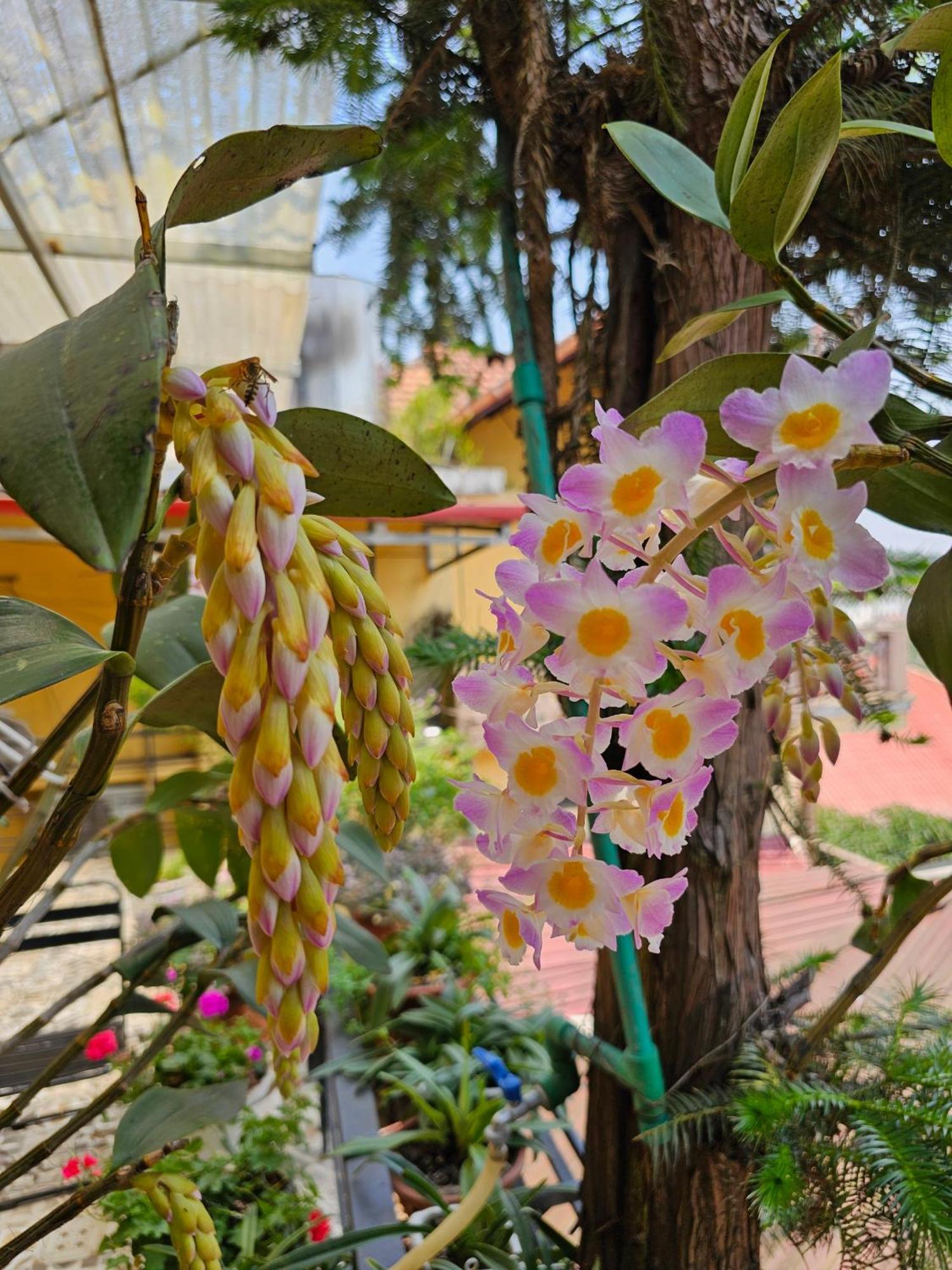Dang Khoa Garden Inn Homestay Sapa Exterior foto