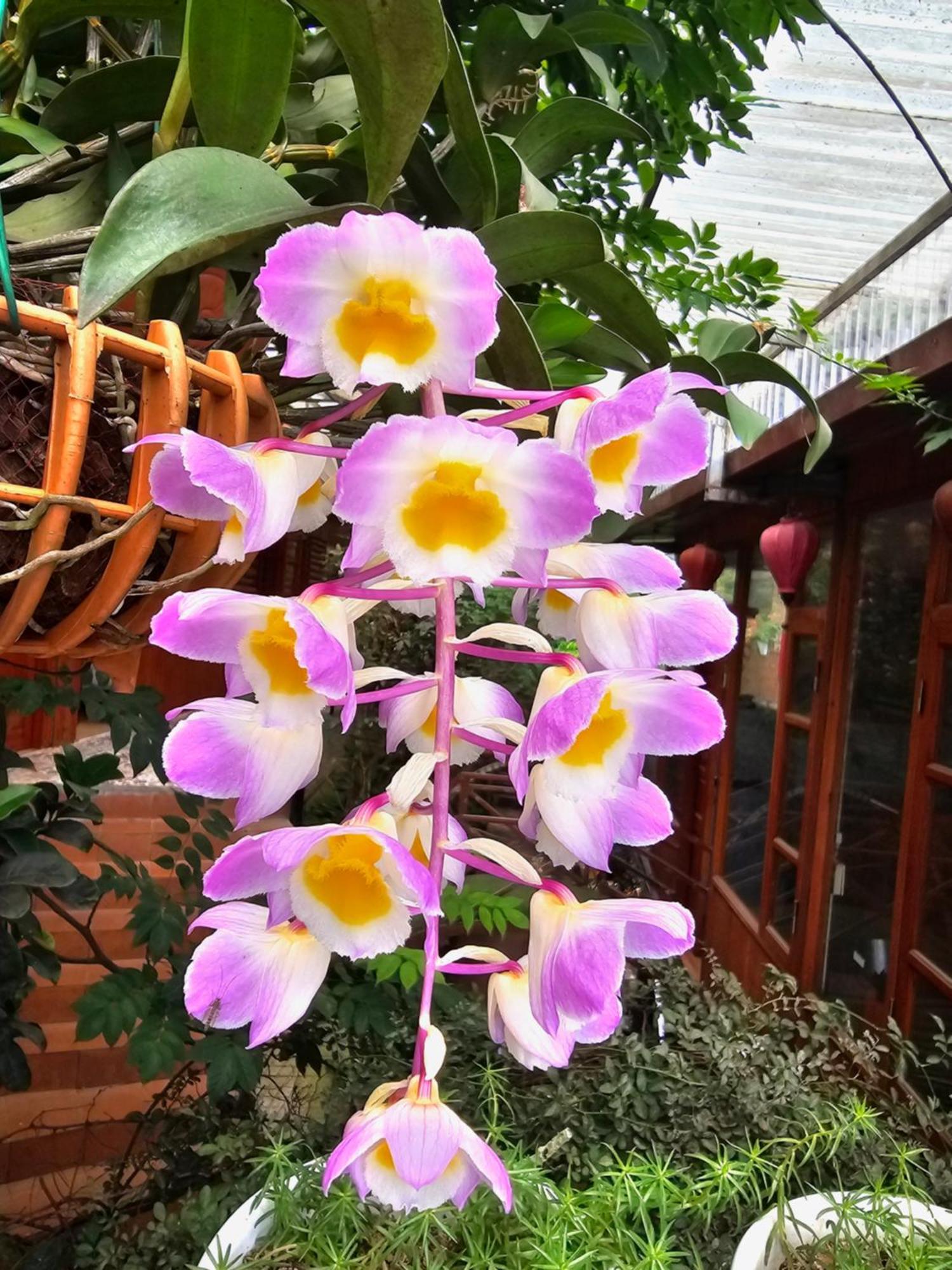 Dang Khoa Garden Inn Homestay Sapa Exterior foto