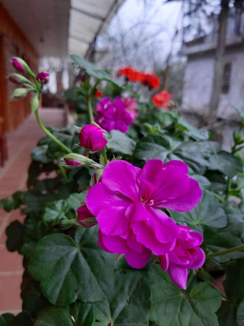 Dang Khoa Garden Inn Homestay Sapa Exterior foto